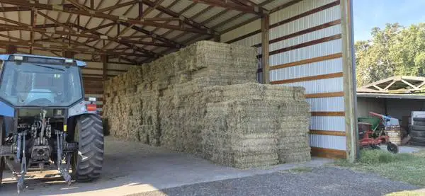 Hay Orchard grass/alfalfa mix