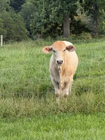 Braford Tigerstripe or Charbray Bulls