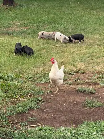 Feeder piglets