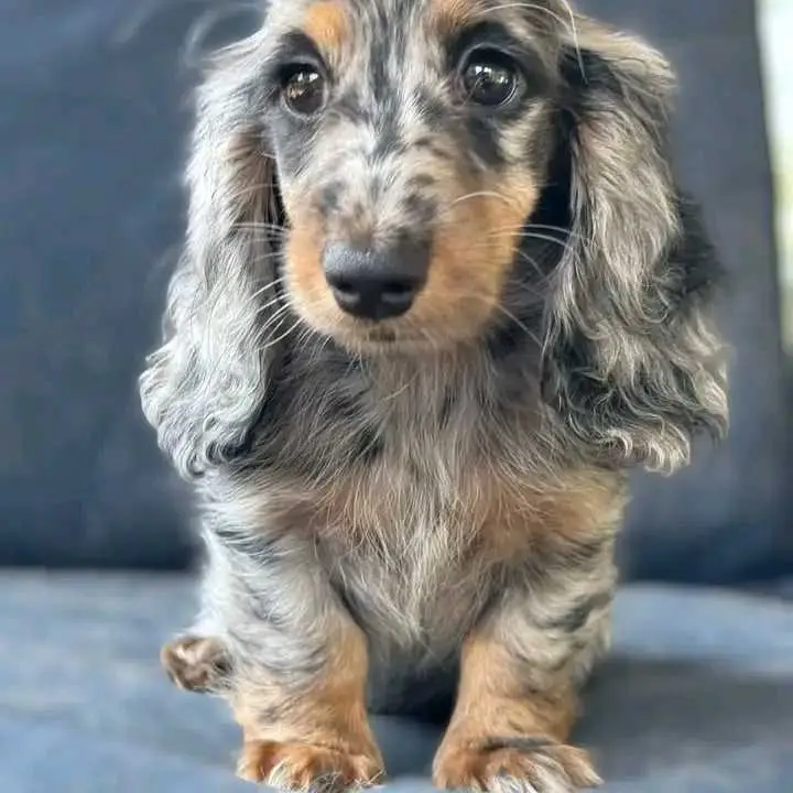 Dachshund puppies