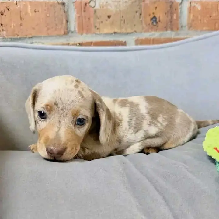 Dachshund puppies
