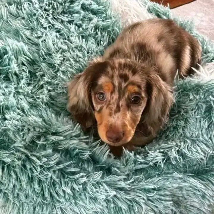 Dachshund puppies