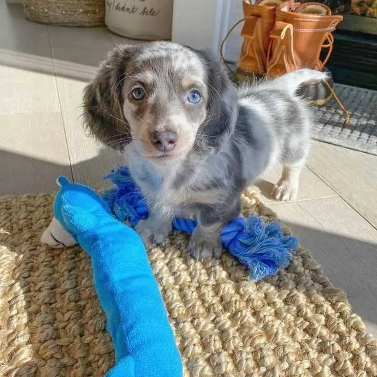 DASCHUNG PUPPY