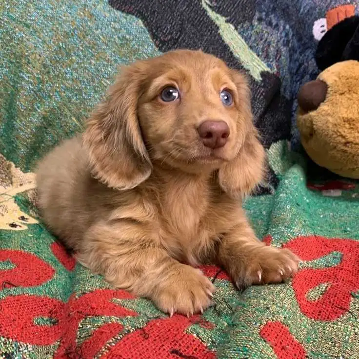 dachshund