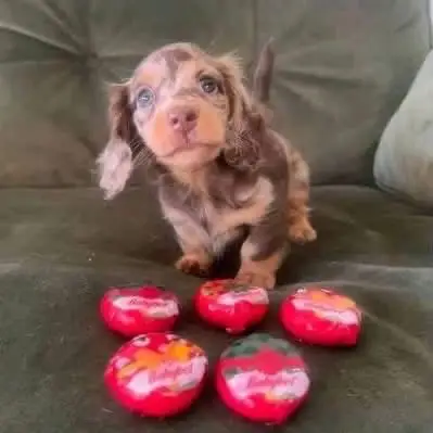 happy tails dachshunds