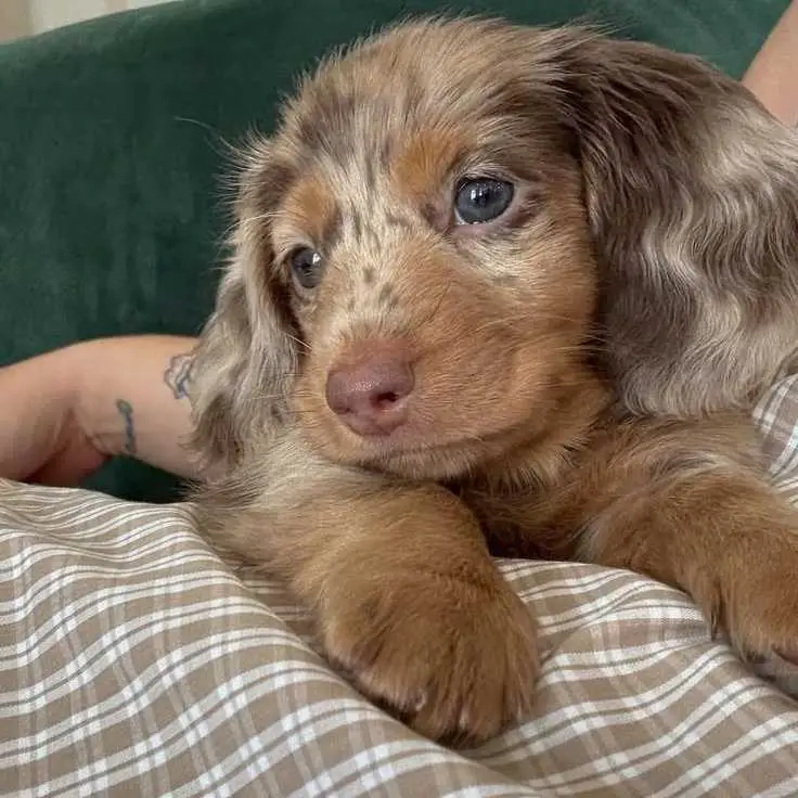 dachshunds puppy