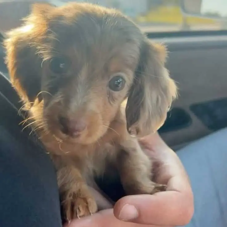 dachshund puppy