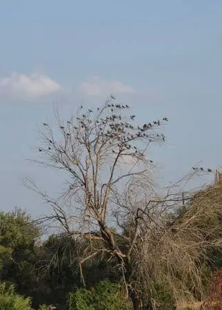 DOVE HUNTING & FISHING ON THE SABINAL RIVER —  | KIDS UNDER 17 FRE