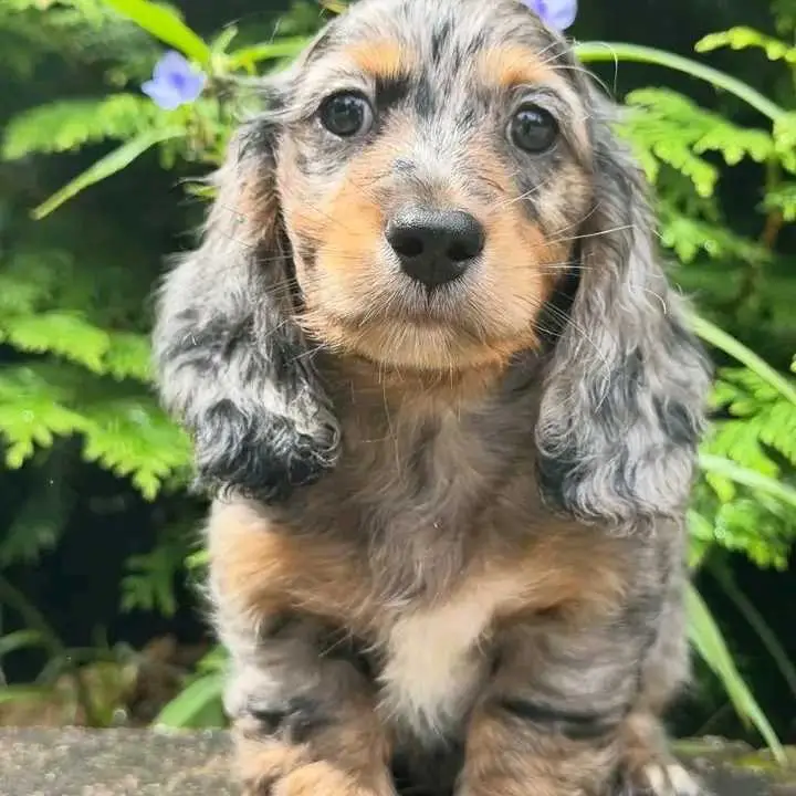Dachshund puppies