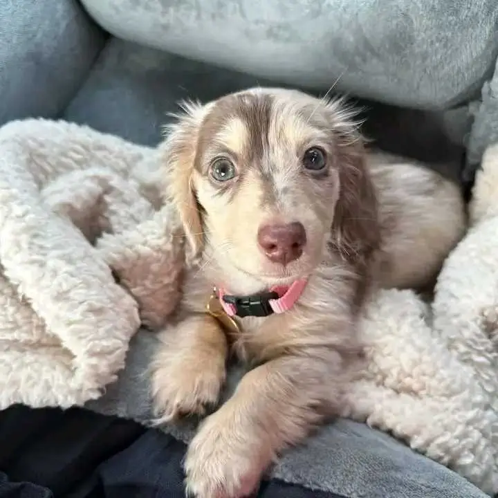 Dachshund puppies