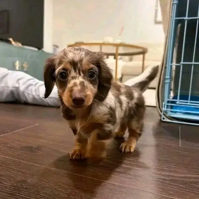 Dachshund puppies