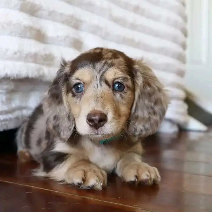 Dachshund puppies