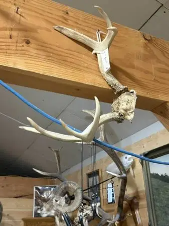 ALASKA DEER ANTLERS
