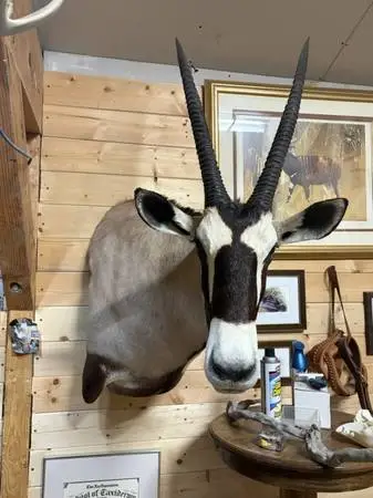 AFRICA GEMSBOK