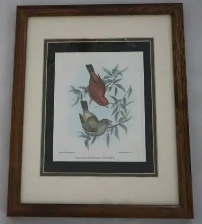 Vintage Lithograph, J. Gould & H.C. Richter, HAEMATOSPIZA SIPAHI