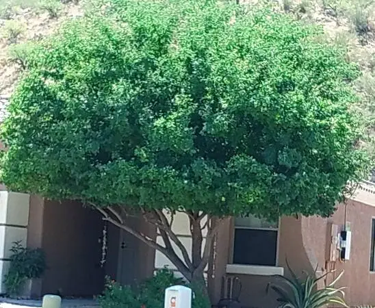 ++Tree Trimming - Tree Removal - Stump Grinding++