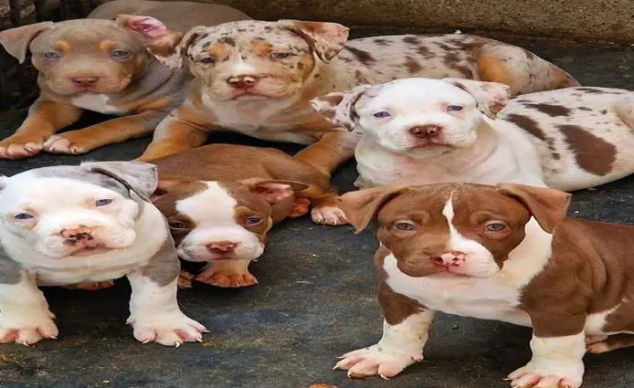 pit bull puppies