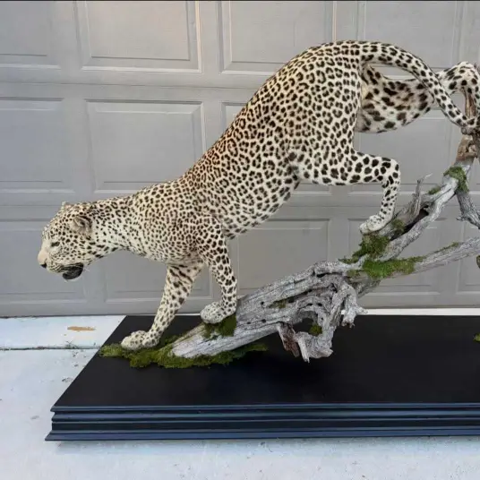Full-body taxidermy mount of a leopard