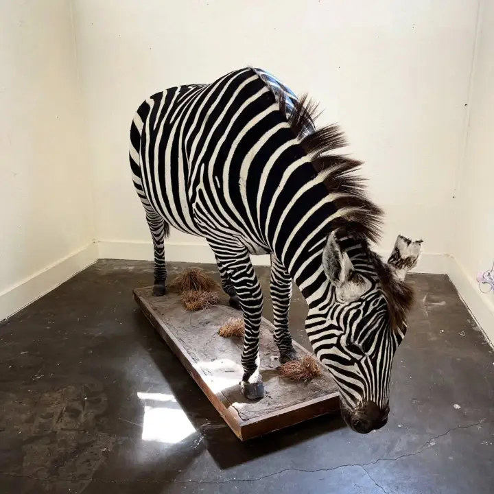 Full-body taxidermy zabra