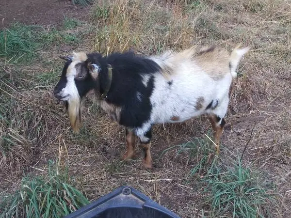 Goat stud service - Nigerian Dwarf - Mini Nubian - Boer
