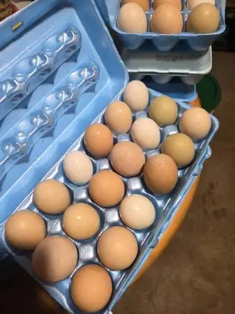 Chicken eggs.