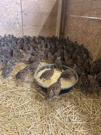 Bobwhite Quail
