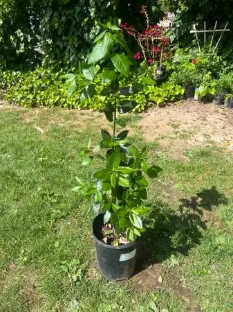 California bay leaf