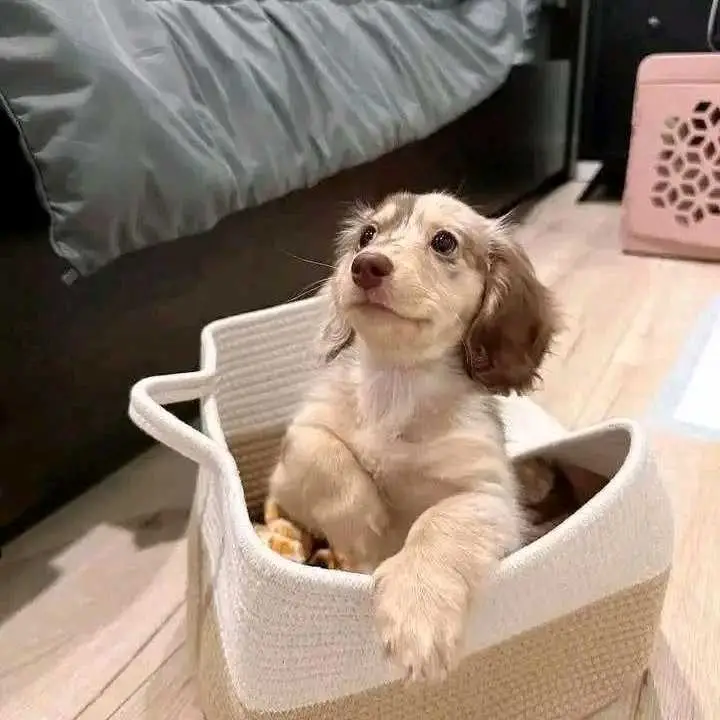 Dachshund puppies