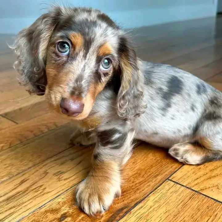 Dachshund puppies