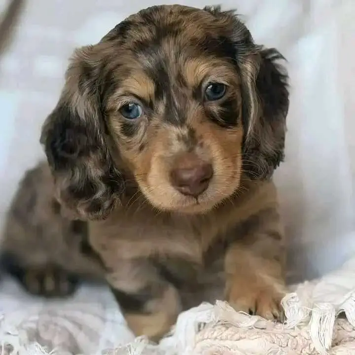 Dachshund puppies