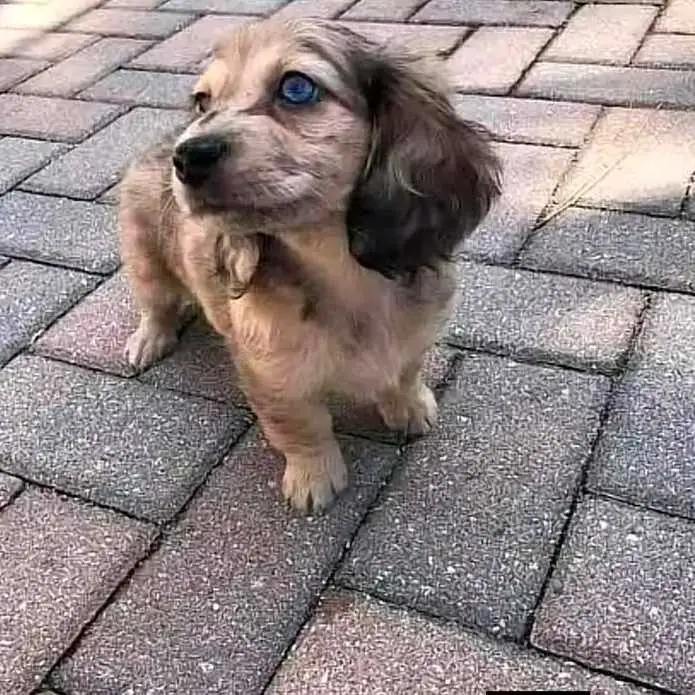Dachshund puppies