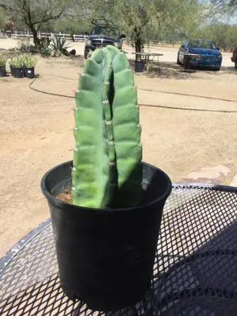 11” PERUVIAN CEREUS