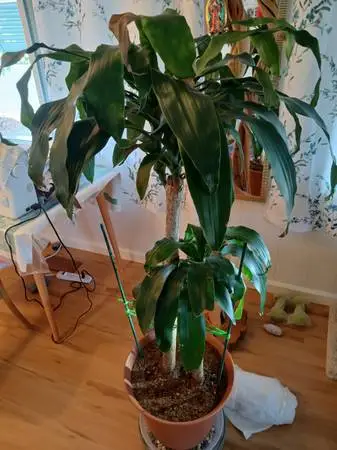 Tropical Houseplant Corn Plant (Dracaena fragrans)
