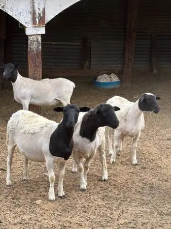 Dorper sheep lamb ewe ram