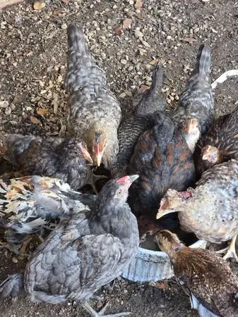 8 weeks female chicks