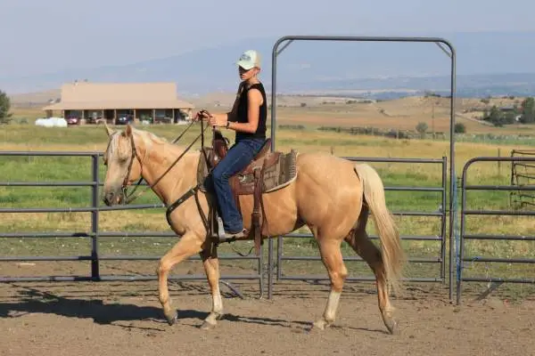 Excellent Trail Horse