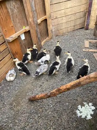 Magpie ducklings/ducks