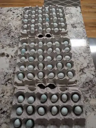 Eggs quail eggs celadons hatching eggs