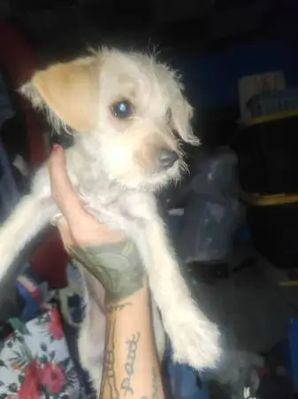 Puppys
