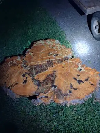 Burl coffee table 800 obo