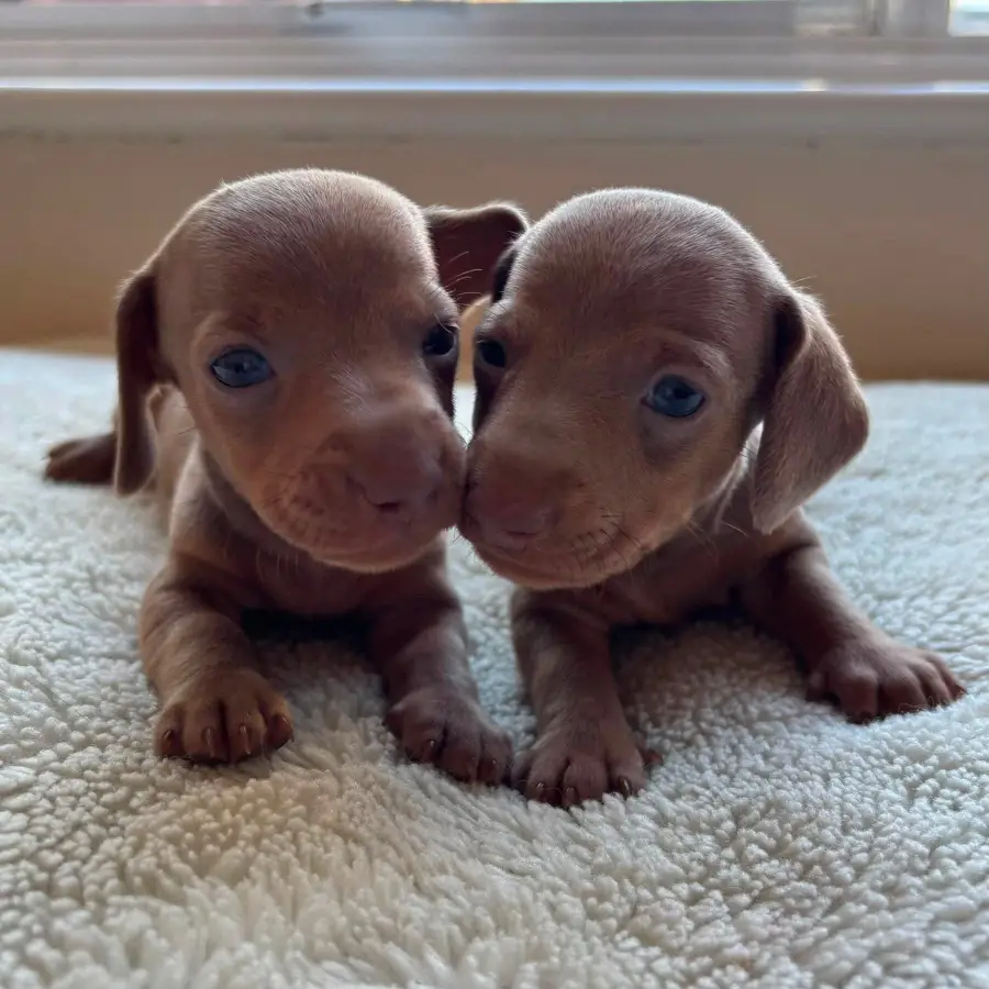 happy tails dachshunds