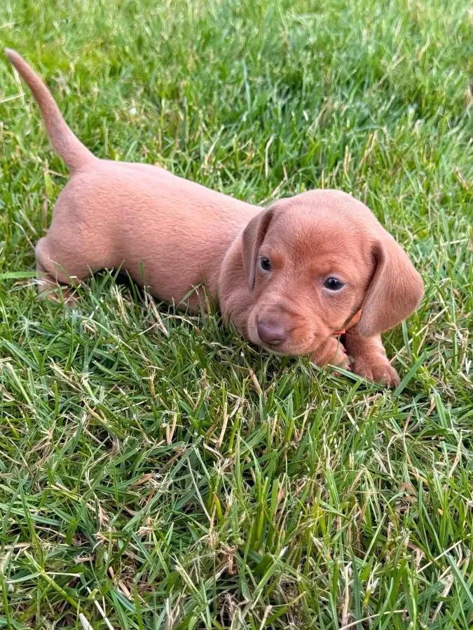 happy tails dachshunds