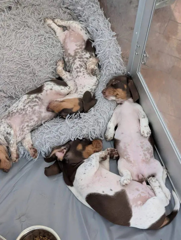 happy tails dachshunds