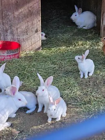 Baby rabbits and Adults