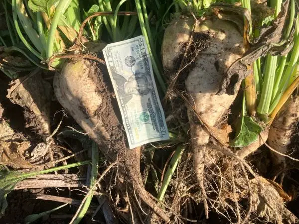 Early harvest, Sugar Beets