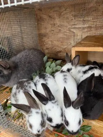 Meat Rabbits - Silver Fox/Rex
