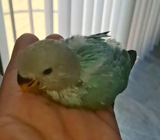 Lovebirds, Aqua Lovebird for Handfeeding (video)