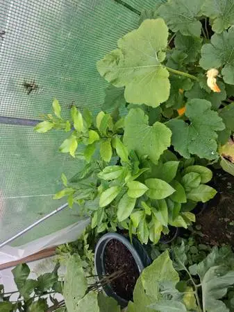 Lemon Trees