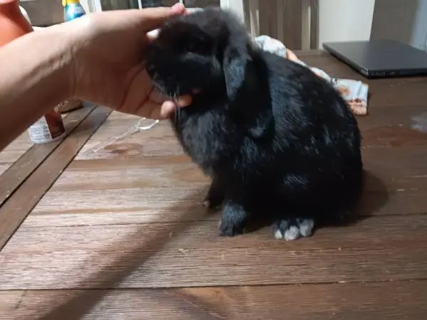 Holland lop