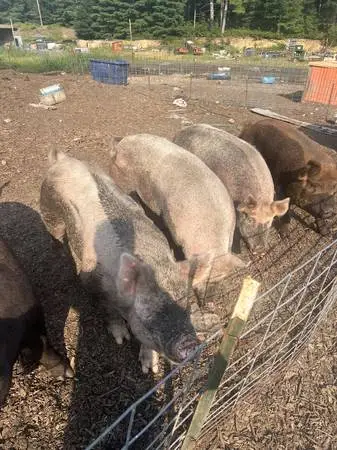 Pigs